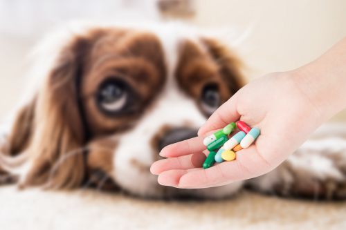 怎樣成為一名寵物醫(yī)生?要學習哪些內(nèi)容? 怎樣成為一名寵物醫(yī)生?要學習哪些內(nèi)容?